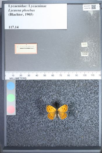 Media type: image;   Entomology 64795
